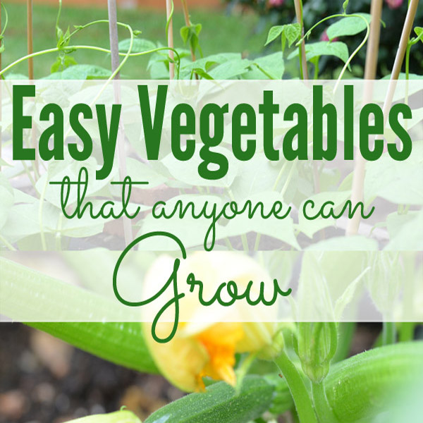 easy vegetables for beginner gardeners, gardening, homesteading
