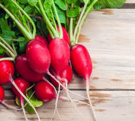 easy vegetables for beginner gardeners, gardening, homesteading