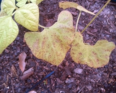 q pole bean mineral deficiency, gardening, raised garden beds