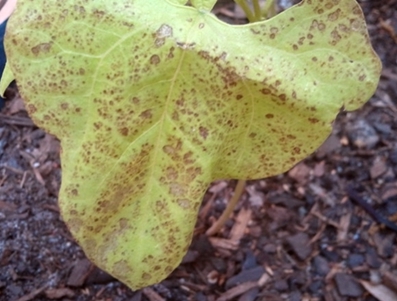 q pole bean mineral deficiency, gardening, raised garden beds