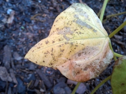 q pole bean mineral deficiency, gardening, raised garden beds