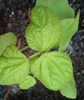 q pole bean mineral deficiency, gardening, raised garden beds