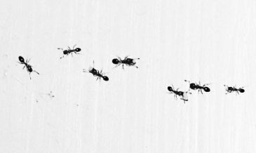 q what to do about black ants, pest control