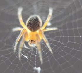 7 datos curiosos sobre las arañas