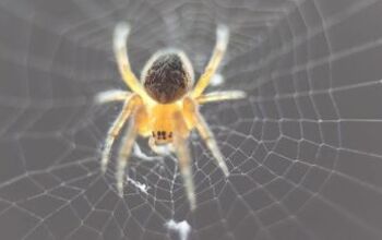  7 curiosidades sobre aranhas