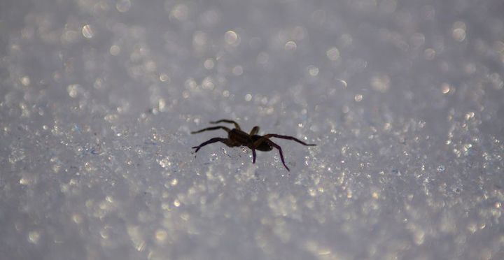 7 curiosidades sobre aranhas