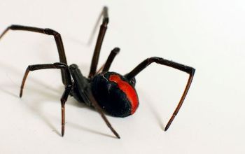 7 Fun Facts About Spiders