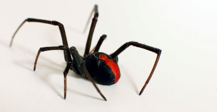 7 fun facts about spiders, pest control