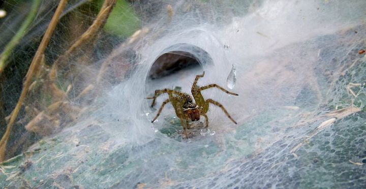 7 fun facts about spiders, pest control
