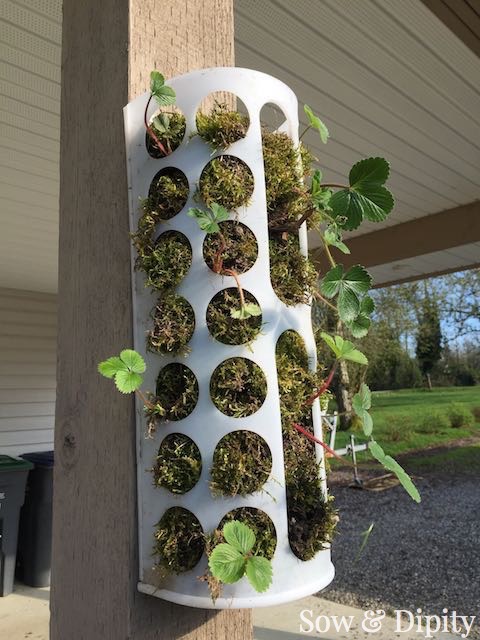 ikea strawberry planter, gardening, homesteading, how to, repurposing upcycling
