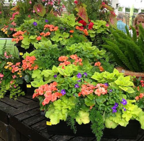 hanging baskets made for the shade, container gardening, flowers, gardening