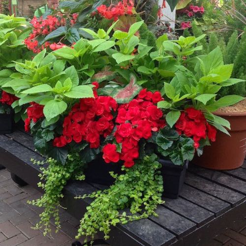hanging baskets made for the shade, container gardening, flowers, gardening