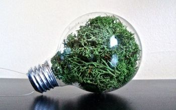Grow Decorative Moss and Bring New Life to Your Home’s Look!