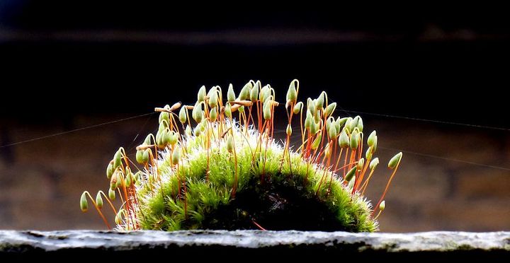 grow decorative moss and bring new life to your home s look, container gardening, crafts, gardening, home decor