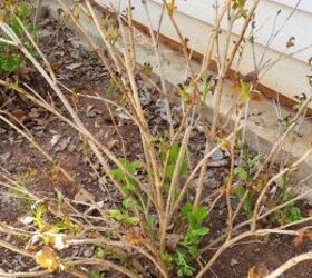 q pruning hydrangeas, flowers, gardening, hydrangea