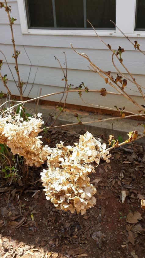 poda de hortensias