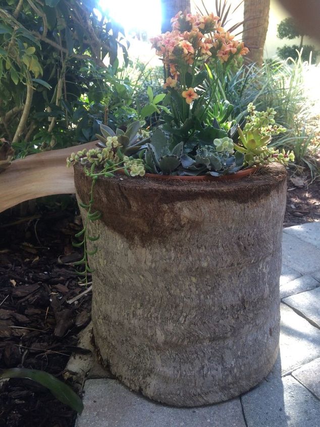 palm tree stumps repurposed, container gardening, gardening, repurposing upcycling, succulents