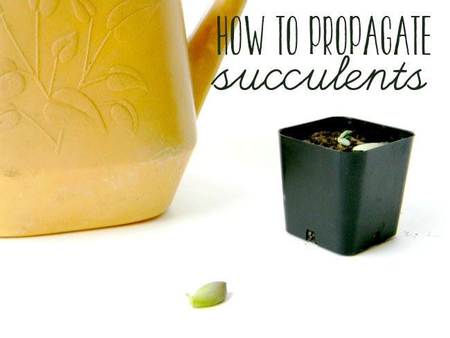 how to propagate succulents, container gardening, gardening, how to, succulents