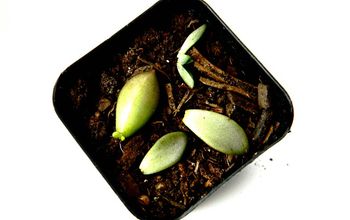 How to Propagate Succulents