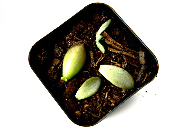 how to propagate succulents, container gardening, gardening, how to, succulents