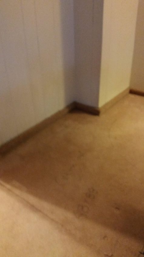 q how to best approach this wood floor found under carpet, flooring, hardwood floors, home maintenance repairs, how to