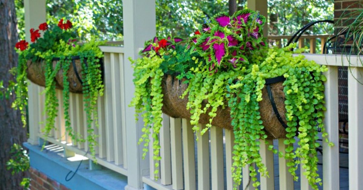 Best Plants for Hanging Baskets | Hometalk