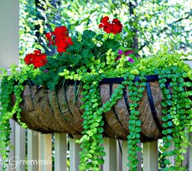 Best Plants for Hanging Baskets