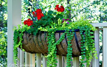 Best Plants for Hanging Baskets