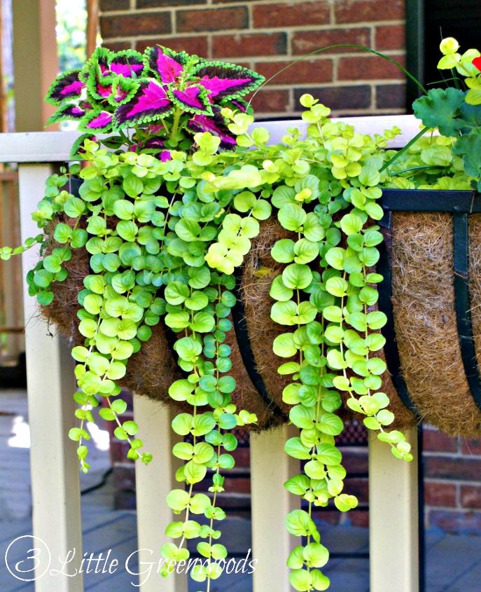 best plants for hanging baskets, container gardening, flowers, gardening, porches
