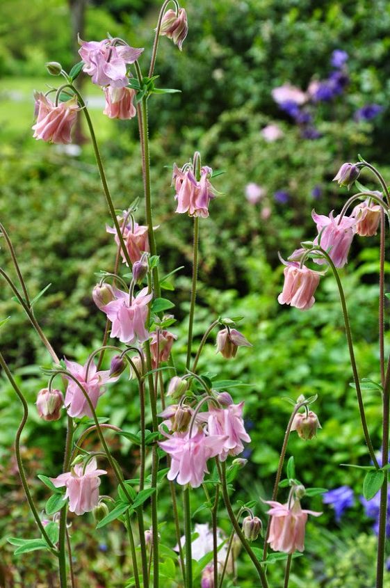 Best Spring Flowering Perennials at Jordan Arida blog