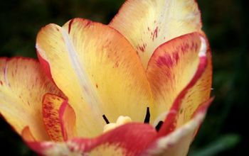 Check Out 5 of Our Favorite Flowers to Brighten up Your Garden!