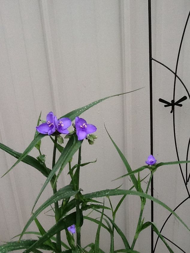 does anyone know what this plant is, Has thick lily like leaves Small purple blue flowers