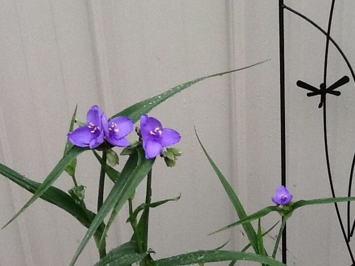 q does anyone know what this plant is, flowers, gardening, Has thick lily like leaves Small purple blue flowers