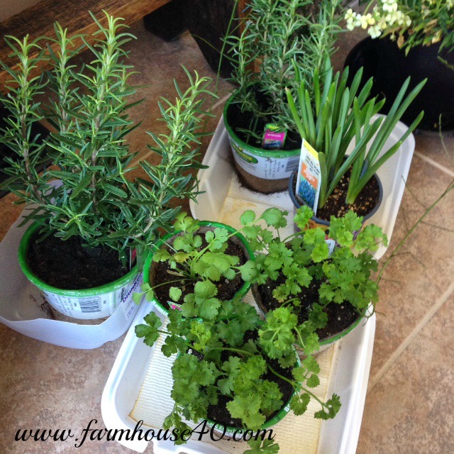 container herb garden, container gardening, gardening, homesteading