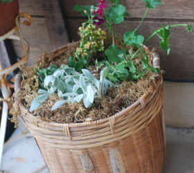 salvaged wicker basket turned planter, container gardening, flowers, gardening, repurposing upcycling