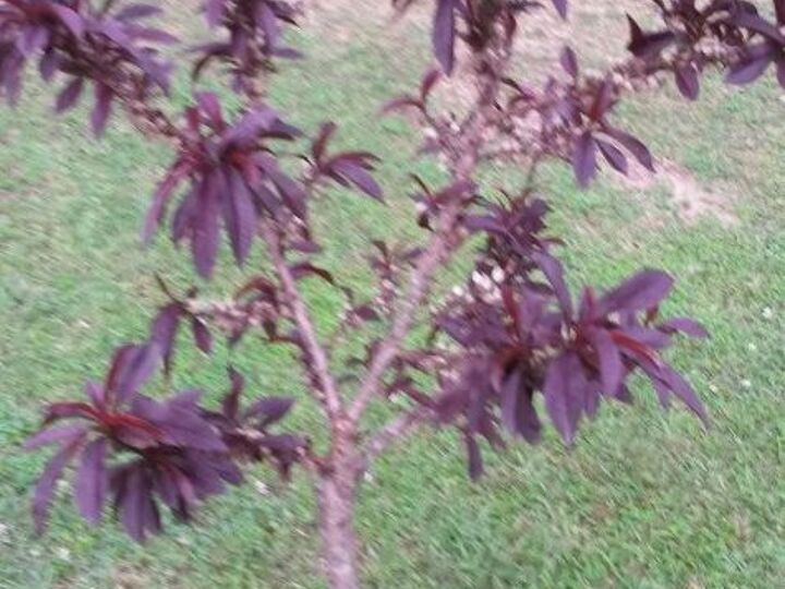 q please help identify this tree, gardening, landscape