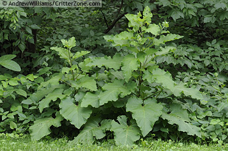 q ragweed patch not garden, gardening, Burdock