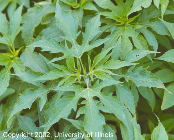 q ragweed patch not garden, gardening, Ragweed