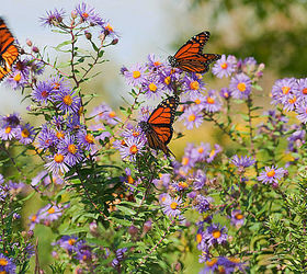 planting a butterfly garden, flowers, gardening, Photo leavesandpetals com