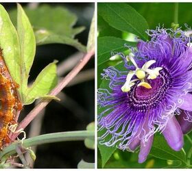 planting a butterfly garden, flowers, gardening, Gulf fritillary caterpillar on its host plant