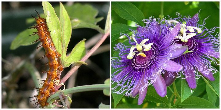 planting a butterfly garden, flowers, gardening, Gulf fritillary caterpillar on its host plant