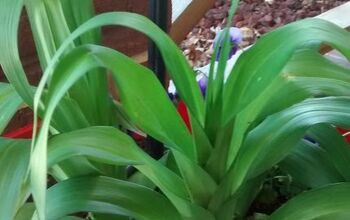 Help me identify this plant