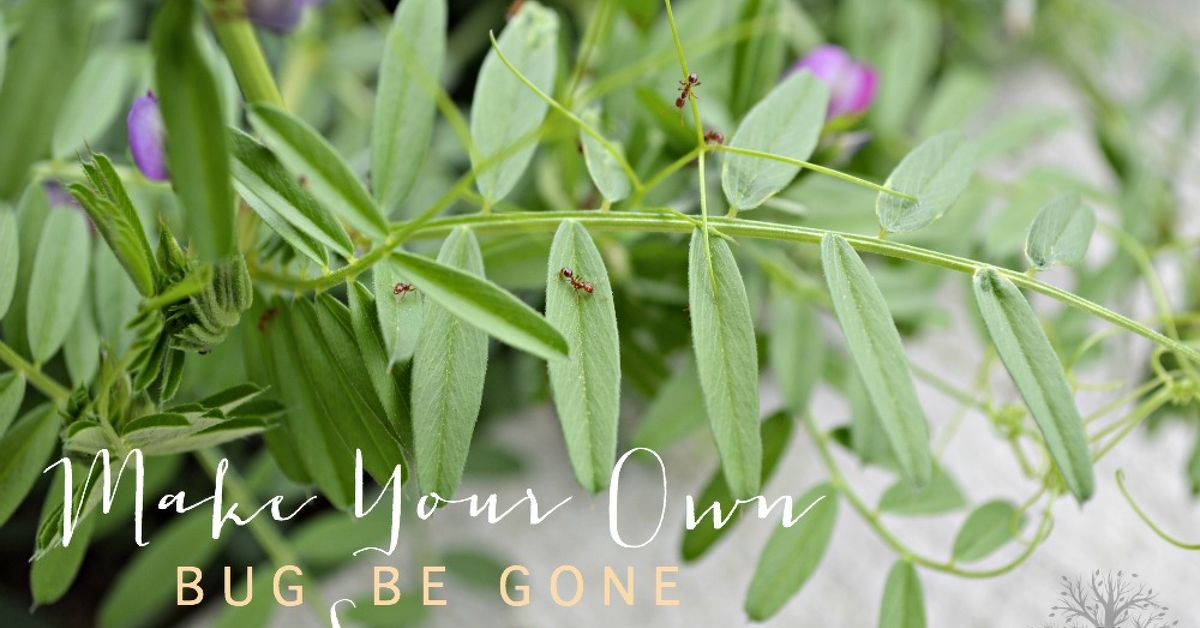 Diy All Natural Non Toxic Bug Spray Using Essential Oils