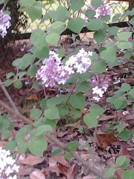 o que essa flor