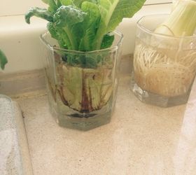 regrowing lettuce on my kitchen counter, container gardening, gardening, homesteading