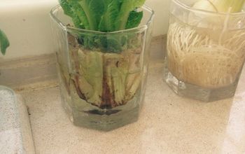 Regrowing Lettuce on My Kitchen Counter!