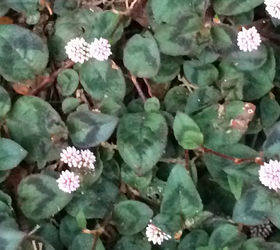 q is this a beautiful weed or a hardy garden ground cover, flowers, gardening, Close up