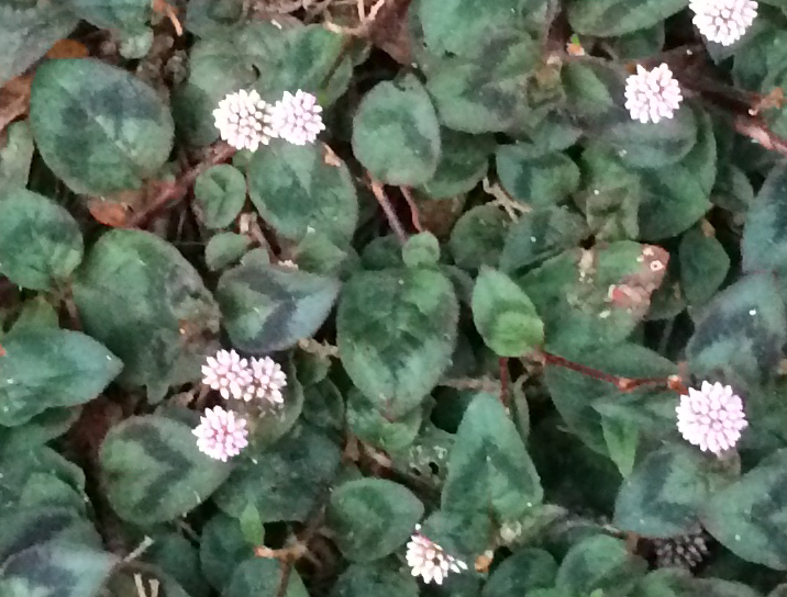 q is this a beautiful weed or a hardy garden ground cover, flowers, gardening, Close up