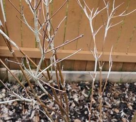 Tops Of Dogwood Branches Are Gray | Hometalk