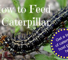 how to feed a caterpillar, gardening, how to